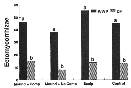 Graph showing effect of treatment on numbers of ectomycorrhizal tips per seedling after 3 years (moderate site).