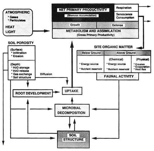 Complex flow chart illustrating the roles of soil porosity and site organic matter in regulating the processes controlling site productivity.